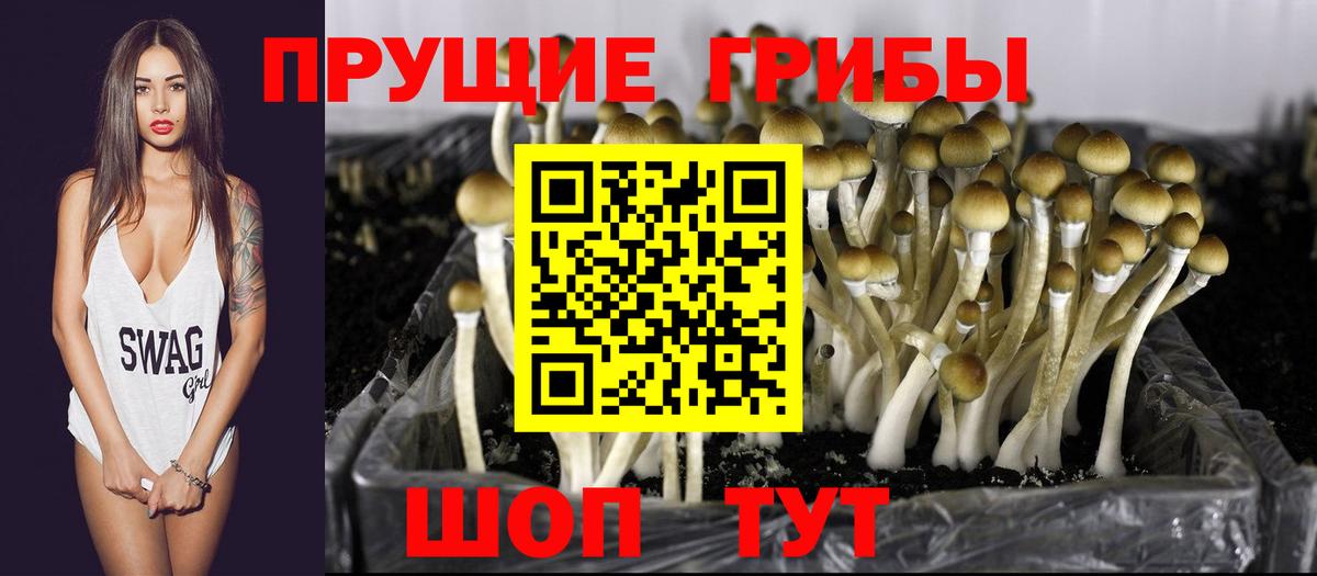 Галлюциногенные грибы Cubensis Майский